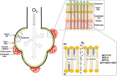 The Evolution of Cholesterol-Rich Membrane in Oxygen Adaption: The Respiratory System as a Model